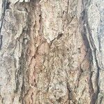 Pinus nigra Bark