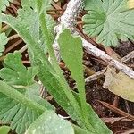 Capsella bursa-pastoris Blad