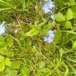 Myosotis sylvatica ഇല