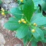 Talinum fruticosum Fruit