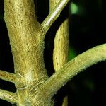 Corynocarpus laevigatus Casca