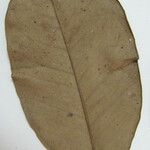 Eugenia exaltata Otro