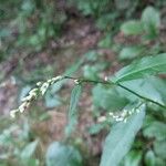 Persicaria hydropiper Blomst