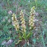 Orchis anthropophora عادت داشتن