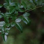 Triphasia trifolia Leaf