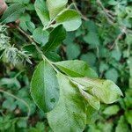 Salix laggeri Feuille