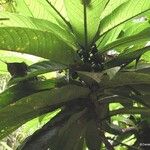 Ficus otophora Frutto