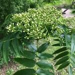 Sorbus ulleungensis