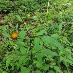 Bidens vulgata Blad