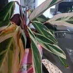 Stromanthe thalia Leaf