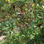 Arbutus xalapensis Hábito