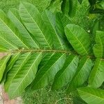 Guarea macrophylla Leaf