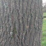 Fraxinus pennsylvanica Bark