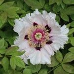 Paeonia rockiiFloro