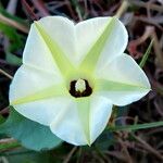 Ipomoea alba Blüte