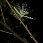 Ryania speciosa Flower