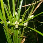 Cyperus luzulae Levél