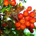Viburnum opulus Gyümölcs
