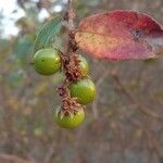 Bridelia stipularis Fruit