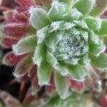 Sempervivum arachnoideum Fuelha