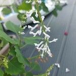 Plectranthus ernstii 花