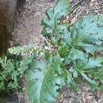 Acanthus mollisLeaf