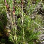 Dianthus deltoides Rinde