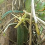 Angraecum moandense Flor