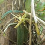 Angraecum moandense Kwiat