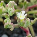 Mesembryanthemum nodiflorum Fruit