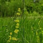 Cruciata laevipesFlower