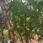 Prunus serrula Corteza