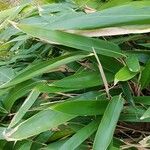 Indocalamus tessellatus Leaf