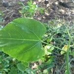 Cissus microdonta 葉