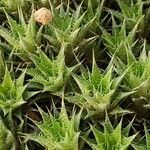 Deuterocohnia brevifolia Leaf