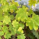 Acer circinatum Leaf