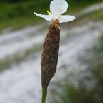 Xyris caroliniana फूल