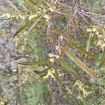 Acacia floribunda Leaf