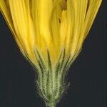 Hieracium gavellei Flor