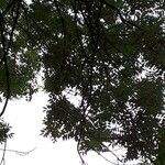 Fraxinus angustifolia Liść