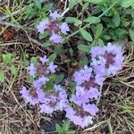 Thymus pulegioidesফুল