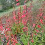 Penstemon eatonii Цвят