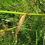 Eriophorum angustifolium 叶