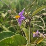 Solanum campylacanthum 花