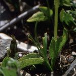 Ophioglossum azoricum Buveinė