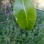 Salix pentandra Feuille
