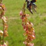 Rumex thyrsoides Liść