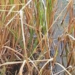 Glyceria fluitans Leaf