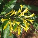 Cestrum parqui 花