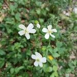 Ranunculus platanifolius Flor